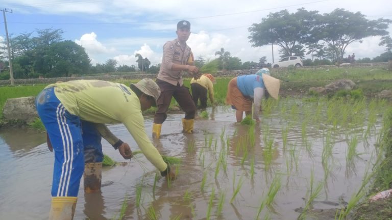Bripka Sudarsono, Bhabinkamtibmas Desa Samataring, Turun ke Sawah Bantu Warga untuk Dukung Ketahanan Pangan Nasional