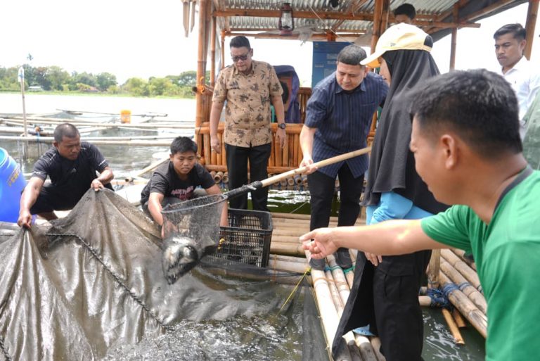 Kerja Kolektif Warga Tumbuhkan Ketahanan Pangan di Maccini Sombala Lewat Budidaya Ikan